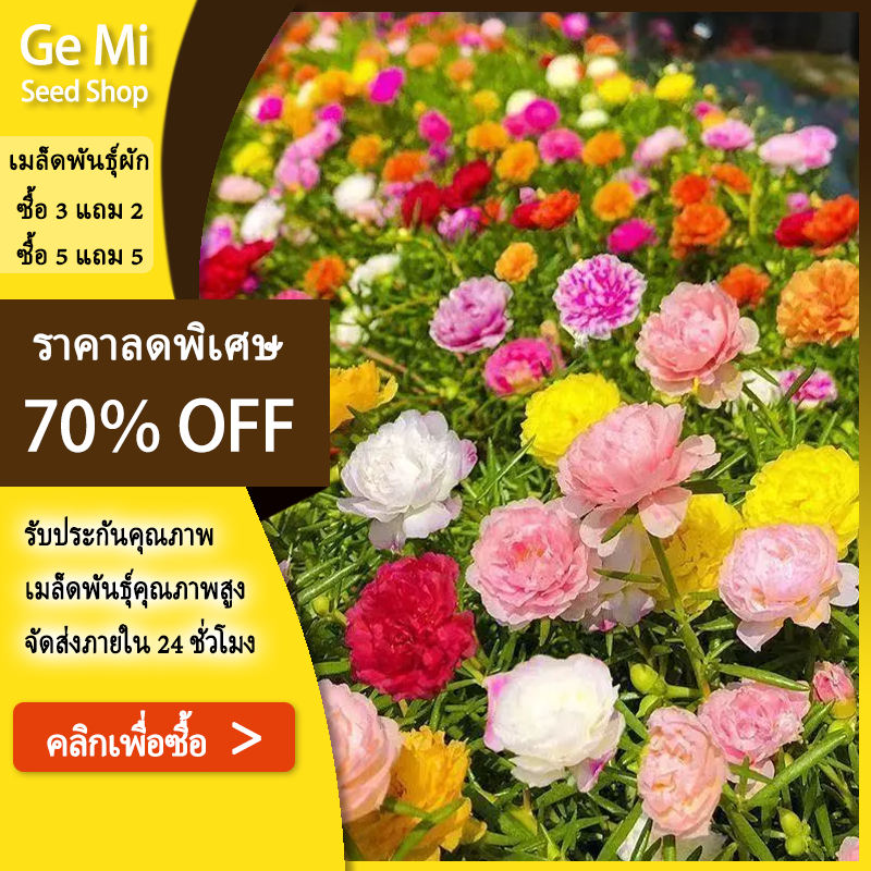 GEMI 1000 เมล็ด เมล็ดพันธุ์ แพรเซี่ยงไฮ้ คละสี คุณนายตื่นสาย