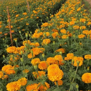 ต้นกล้าดาวเรืองพร้อมปลูกแพ็คเกจชุด50ต้น/100ต้น/ 200ต้น