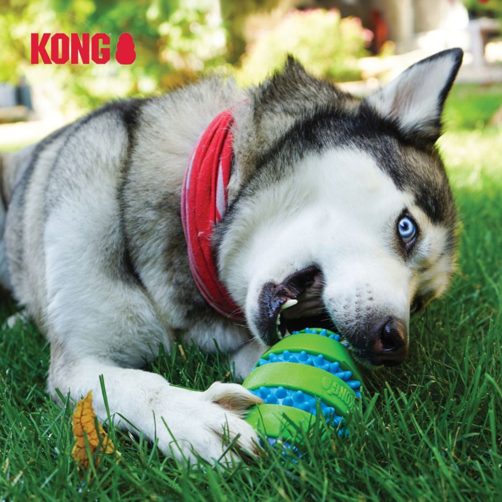 KONG لعبة كلاب كرة قدم Squiggles Goomz ‏L