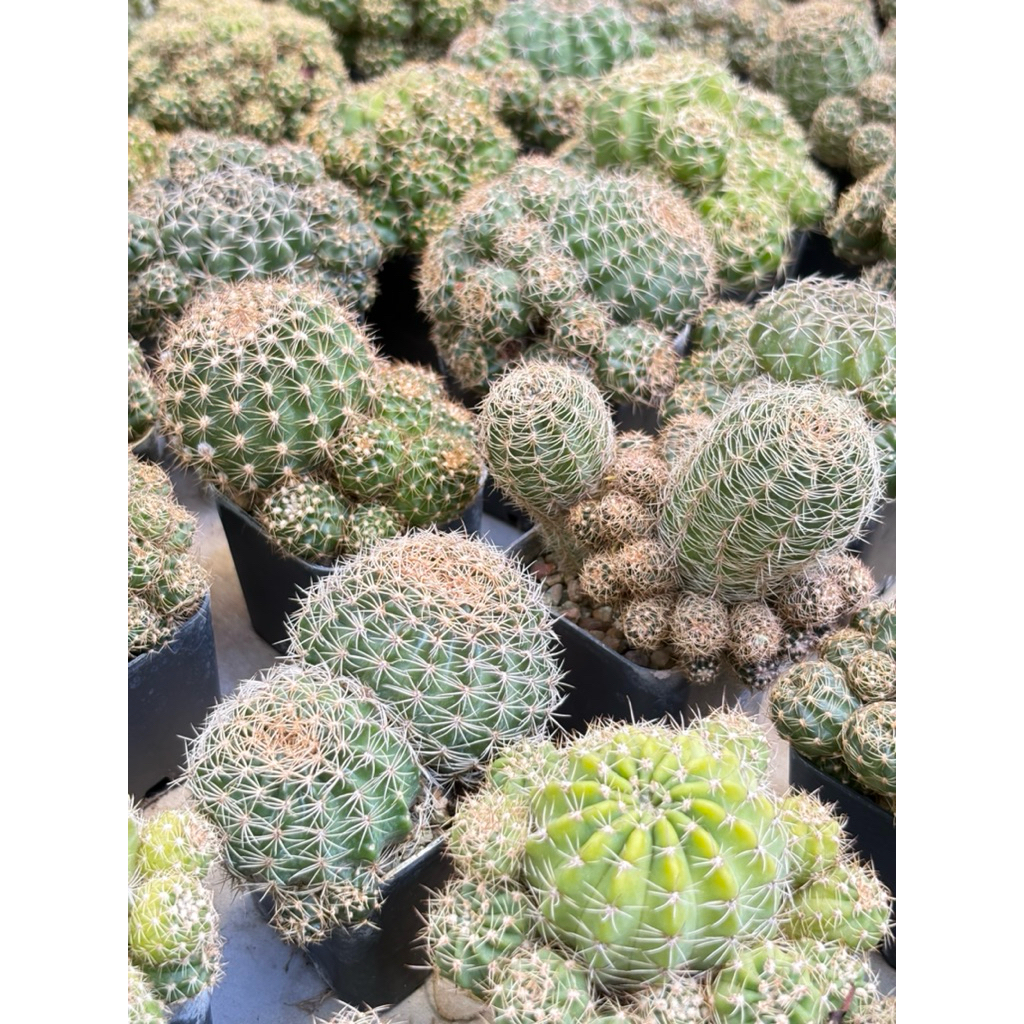 🌵แคคตัสโลบิเวียไม้เพาะเมล็ด(ลุ้นสีดอก) กระถาง 2 นิ้ว