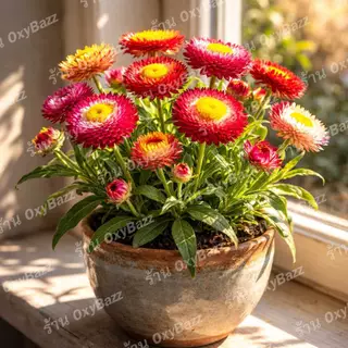 เมล็ดดอกกระดาษ 1,000 เมล็ด คละสี Strawflower สีสด ปลูกง่าย ดอกแห้งไม่ร่วง ทำดอกไม้แห้ง