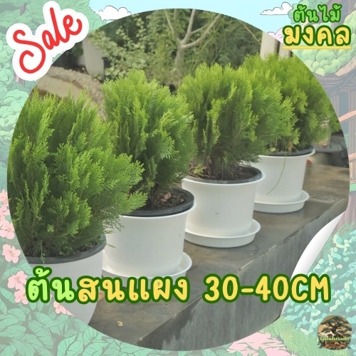 [พร้อมส่ง] ต้นสนแผง (Chinese Juniper) ขนาด 30-40cm ไม้ประดับทรงพุ่ม แต่งสวน แต่งหน้าบ้าน (ไม่รวมกระถาง)
