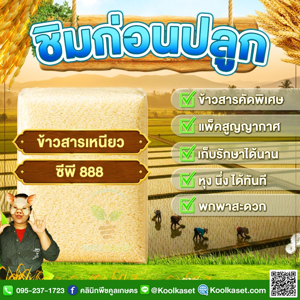 ข้าวสาร ชิมก่อนปลูก​​ ข้าวเหนียว CP 888 เมล็ดขาว สวย หุงขึ้นหม้อ เหนียวนุ่ม หอมอ่อน 1-3 กก. คูลเกษตร