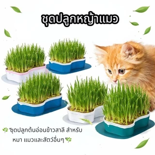Boqi Factory กระถางปลูกพืช หญ้า สําหรับสัตว์เลี้ยง แมว ขนมขบเคี้ยว กล่องปลูกพืช PET-002