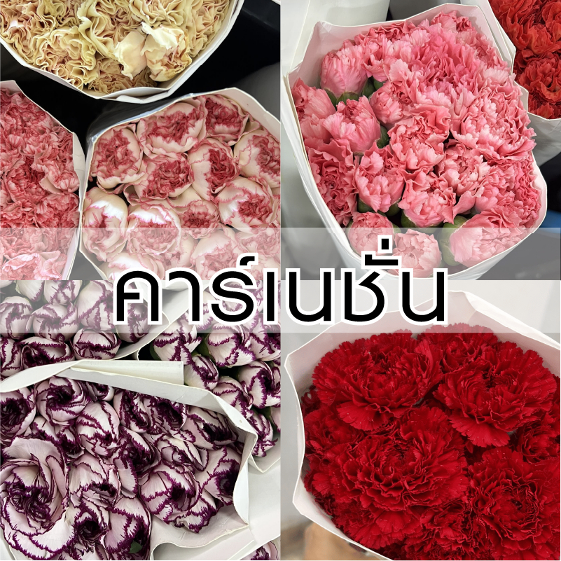 ส่งใน2ชม.| ดอกคาร์เนชั่น (ดอกไม้สด) - เพิ่มบริการจัดช่อ DM - วันแม่ วาเลนไทน์ รับปริญญา ปัจฉิม