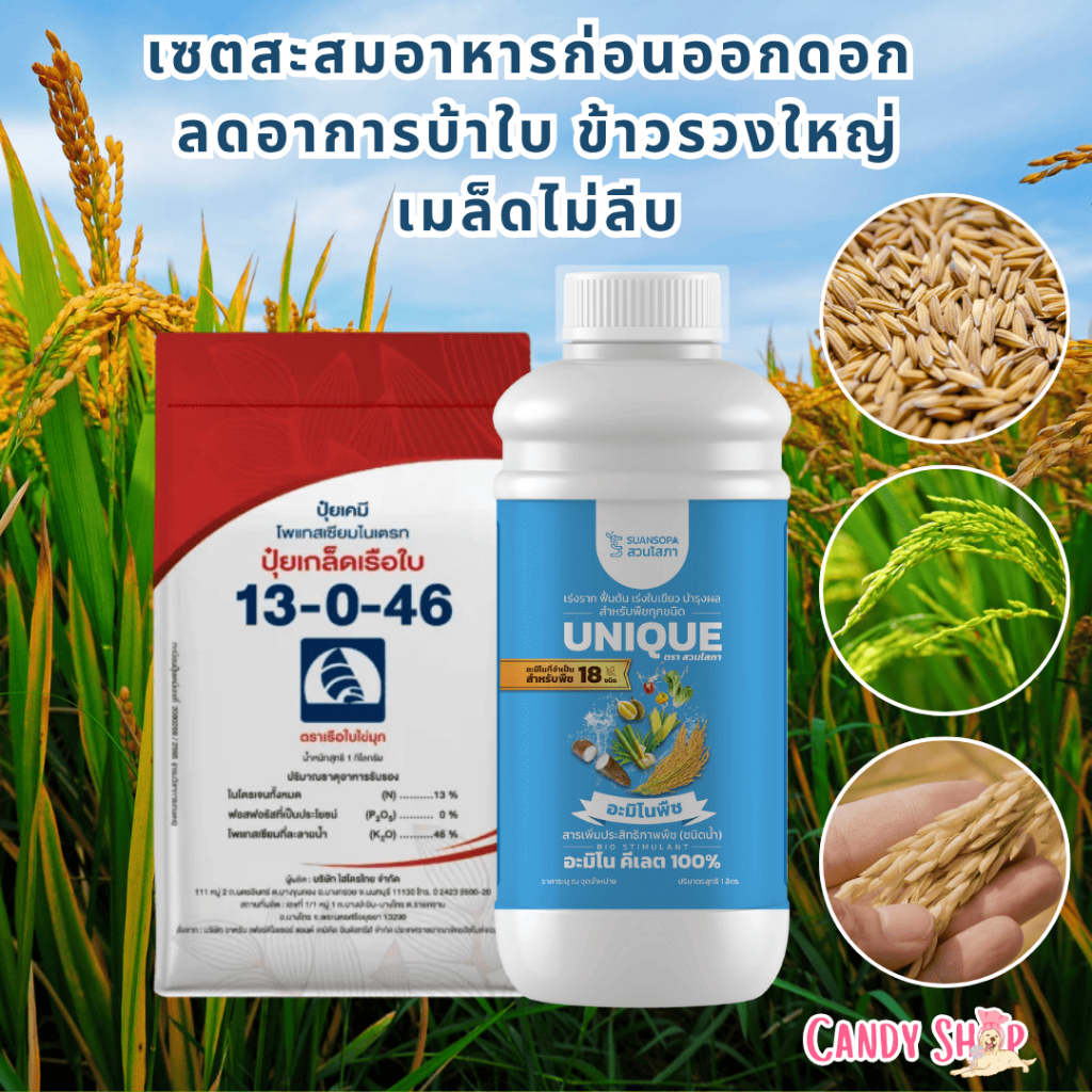 เซตสะสมอาหารก่อนออกดอก ยูนีคอะมิโนพืช +13-0-46 เรือใบไข่มุก สูตรสะสมอาหารก่อนออกดอก ลดอาการบ้าใบ ข้าวรวงใหญ่ เมล็ดไม่ลีบ
