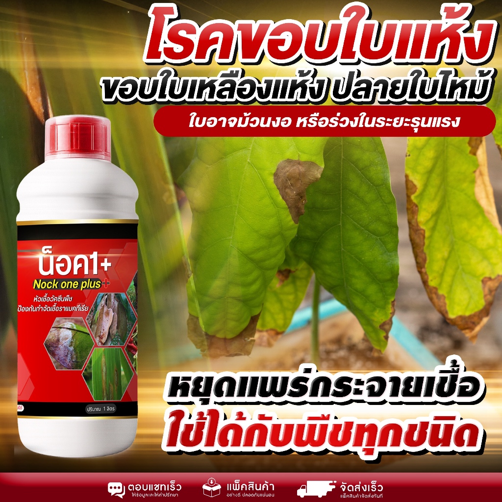 โรคขอบใบไหม้ ใบเหลืองแห้ง ปลายใบไหม้ ลามไวต้องรีบแก้! หยุดเชื้อ อาการใบไหม้ ใบงอ ใบร่วง ปล่อยไวเสี่ยงใบร่วงทั้งต้น