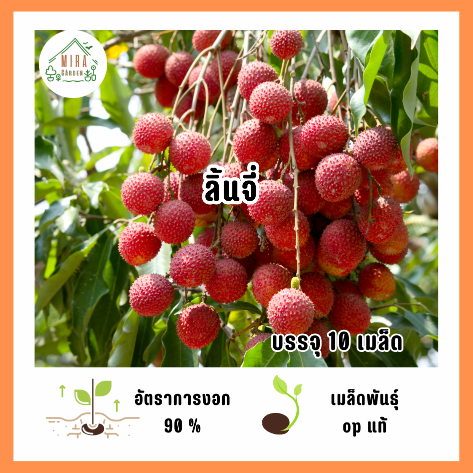 เมล็ดพันธุ์ลิ้นจี่ 10 เมล็ด