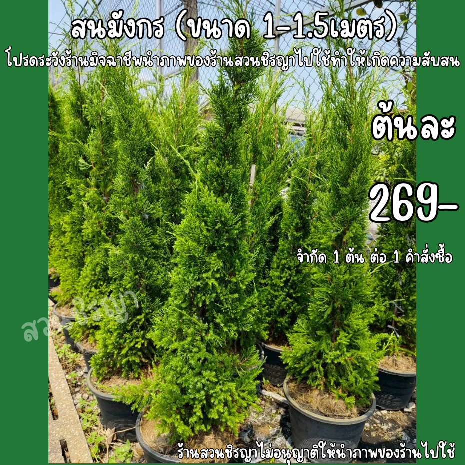 ต้นสนมังกร ขนาดสูง1เมตร - 1.5เมตร 1ต้น ต่อ1คำสั่งซื้อ