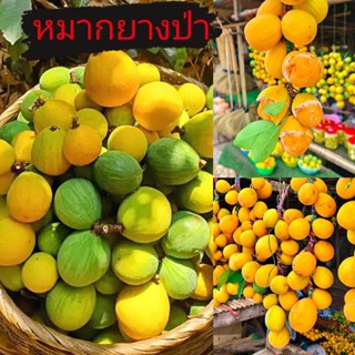 หมากยางป่า ลูกคุย ผลไม้ป่า กลิ่นหอม รสชาติหวานอมเปรี้ยว เก็บ…