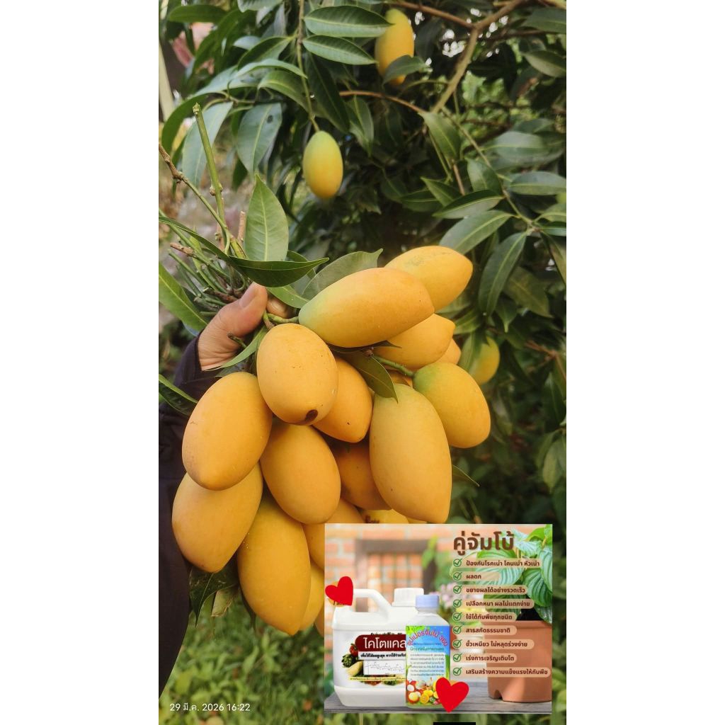 ซุปเปอร์จัมโบ้360 Amino-Gluco-Chitin ขยายผลใหญ่,โตไว,เร่งราก,ต้นแข็งแรง,ผลดก,ขั่วเหนียว ราคา ถูกที่สุด ดีลบีเคเค แกลเลอรีภาพที่ 6