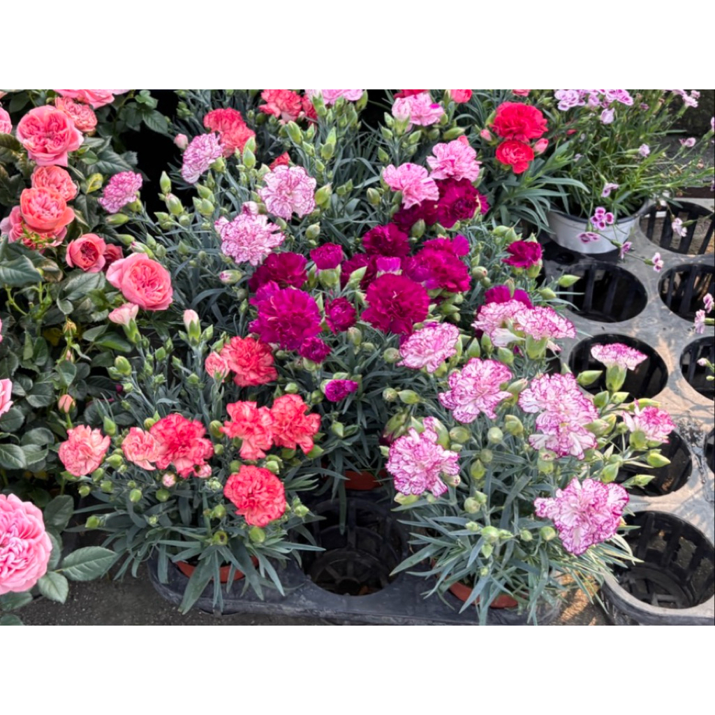 ของเข้า20/6/26  ต้นคาร์เนชั่น Carnation Seeds กระถาง5นิ้ว ตามฤดูกาลดอกหมายความหมายดีแจ้งสีในข้อความ