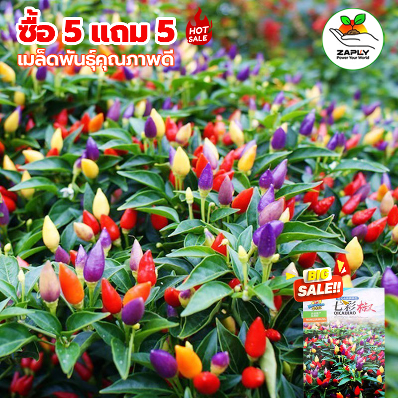 【ซื้อ 5 แถม 5 ฟรี】100 เมล็ด พริกแฟนซี พริกสี ทานได้ ปลูกได้ทุกที่ สายพันธุ์ Rainbow พริก7สี Pepper Chilli Seeds
