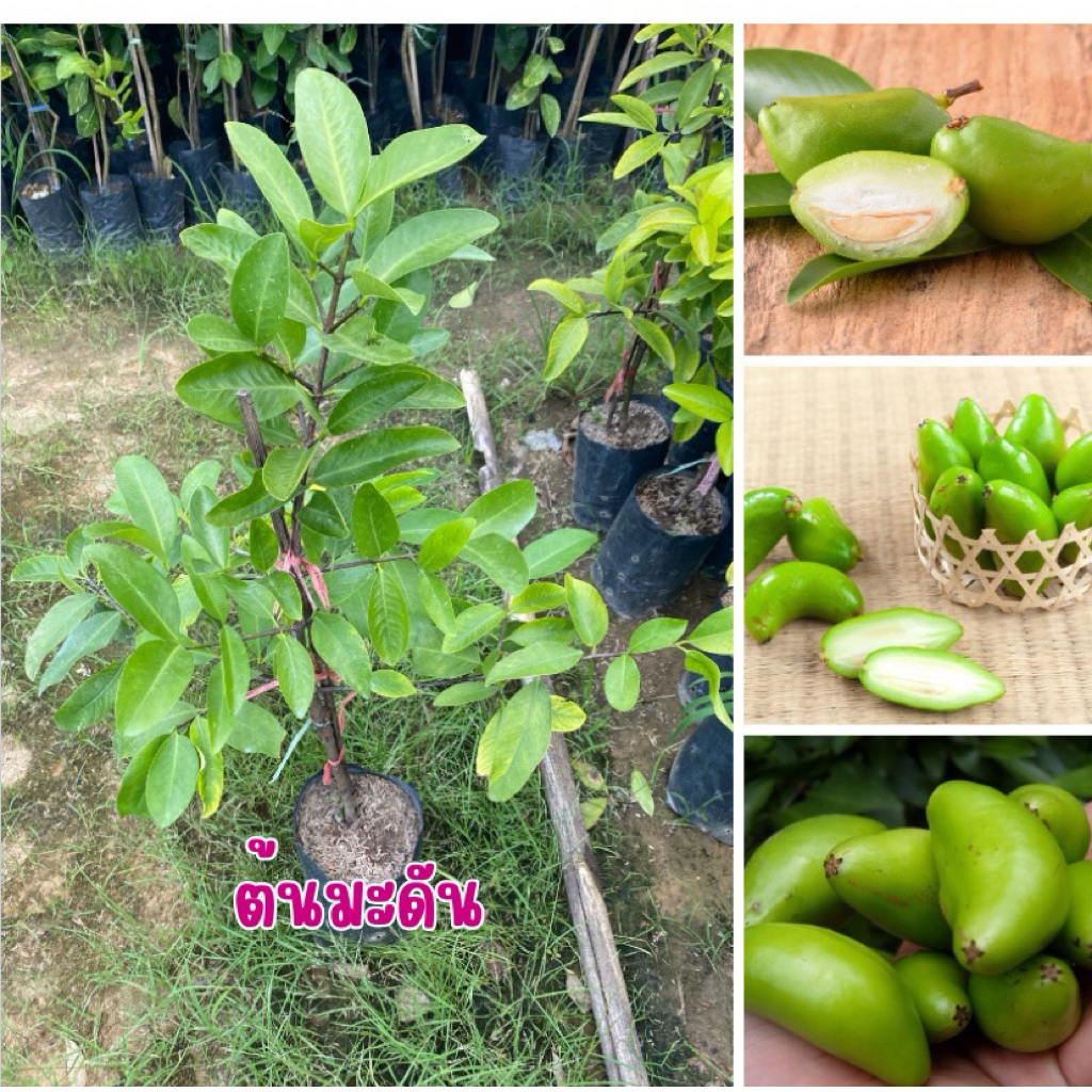 ต้นมะดัน ราคาต้นละ 150 บาท
