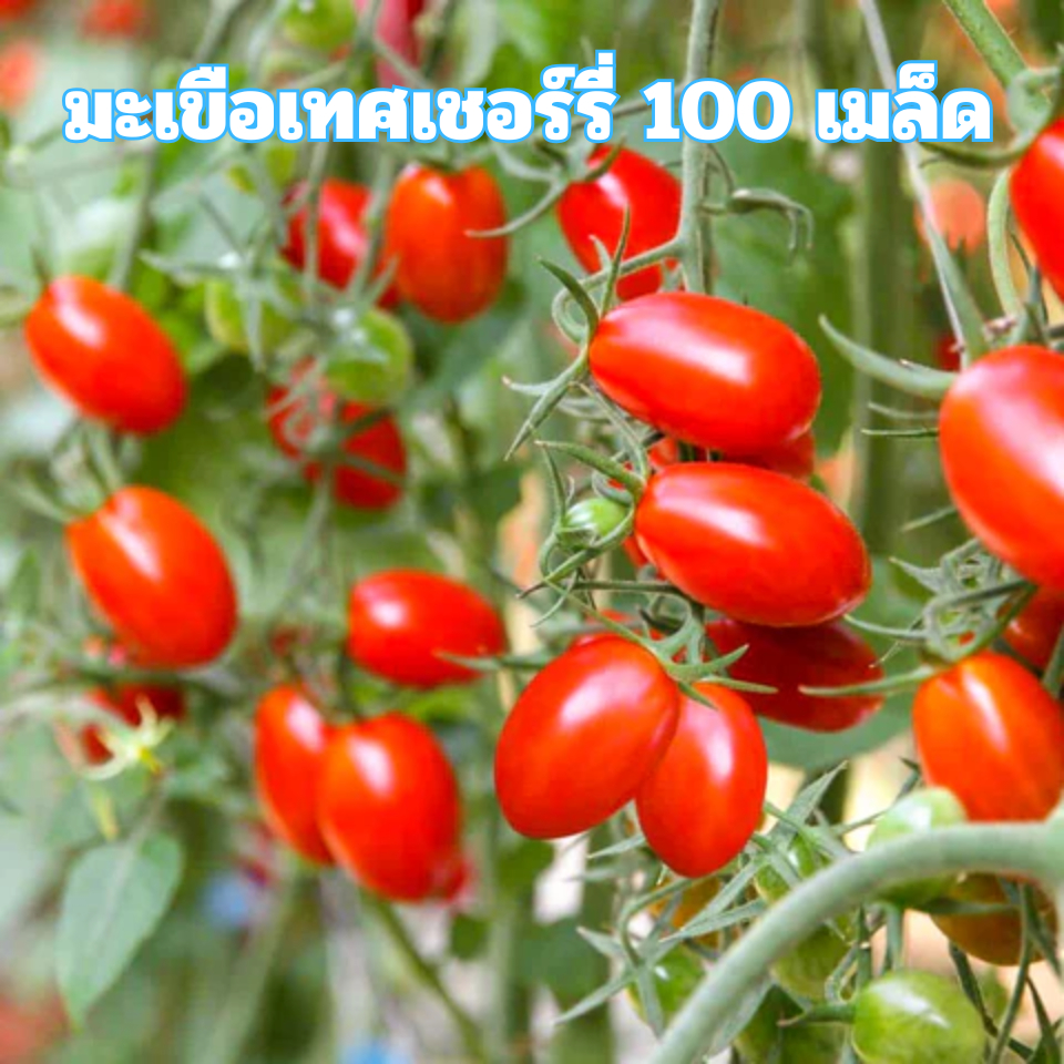 เมล็ดพันธุ์มะเขือเทศเชอร์รี่ 100 เมล็ด