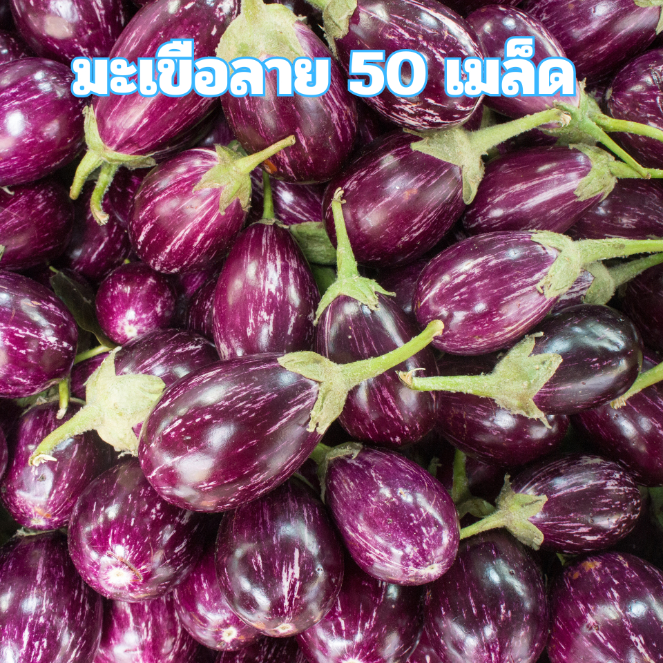 เมล็ดพันธุ์มะเขือลาย 50 เมล็ด