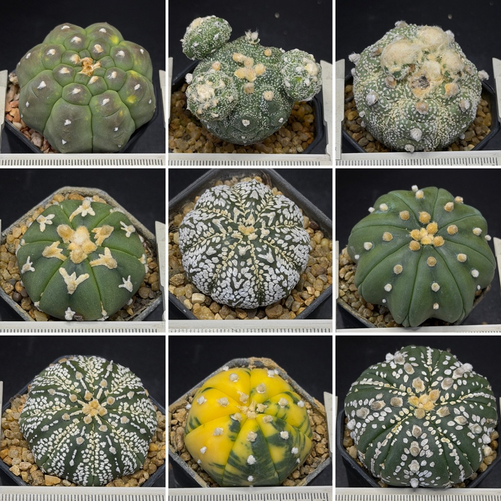 [ Update 2.4 ] แอสโตร Astrophytum Variegata,V-type,5 Rib,Kikko,Star shape,Super kabuto,ม่วง,hanazono ไม้เพาะเมล็ด