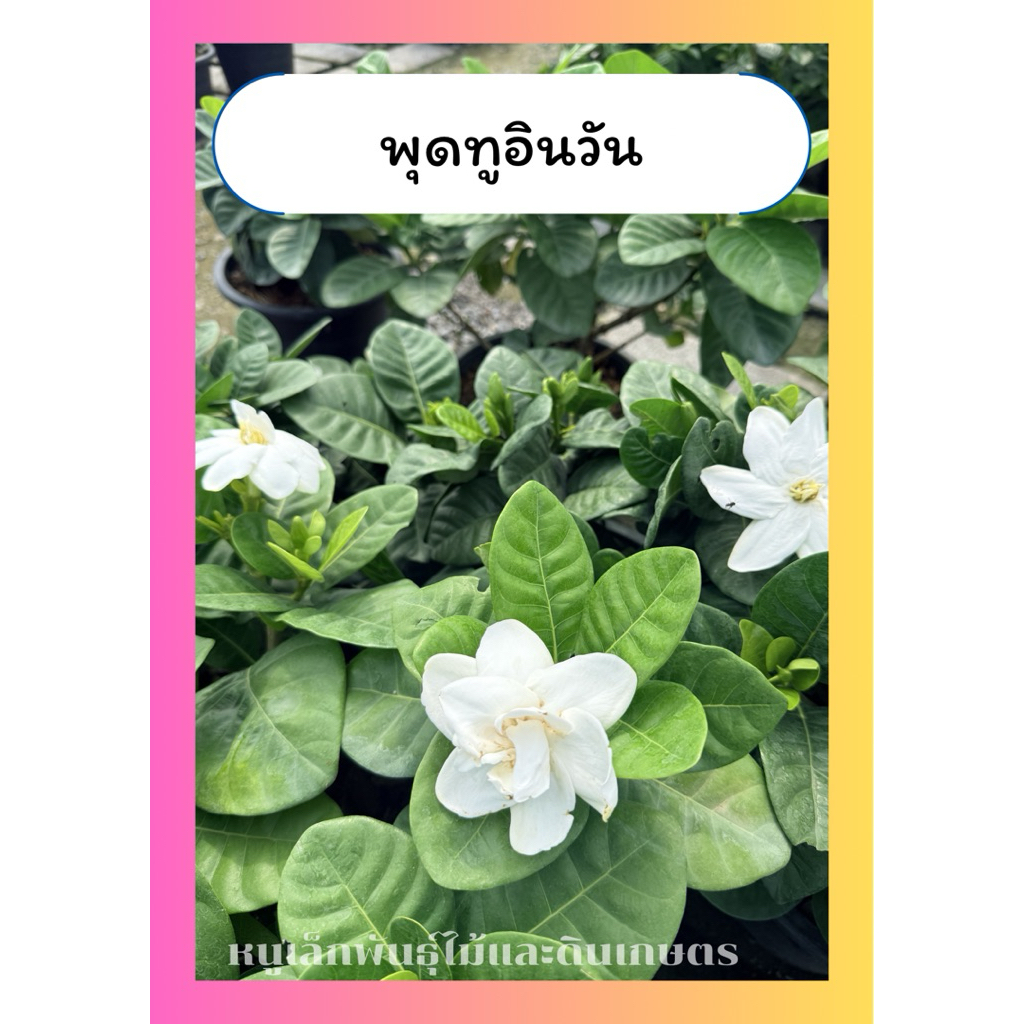 พุดทูอินวัน ดอกสีขาว หอมมาก เลี้ยงง่าย ชอบแดด กระถาง10นิ้ว