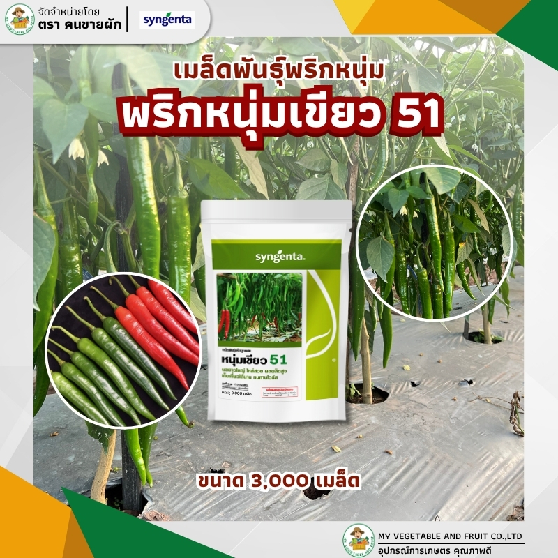 พริกหนุ่มเขียว51 3,000 เมล็ด เมล็ดพันธุ์พริกลูกผสม ตราซินเจนทา