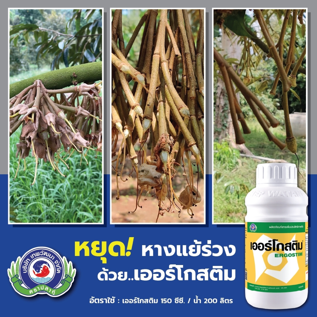 ฮอร์โมนเร่งโต ขั้วเหนียว กันดอกร่วง หางแย้ พลิกลูก เออร์โกสติม 500ซีซี