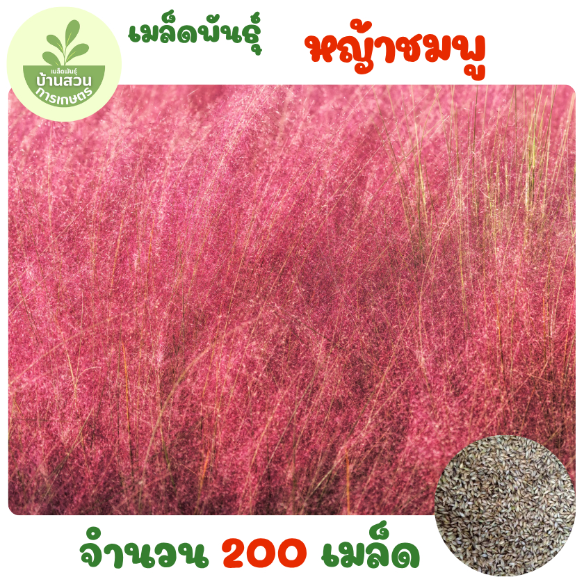 เมล็ดพันธุ์หญ้าชมพู 200 เมล็ด