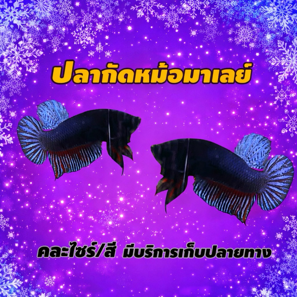หม้อมาเลย์ ลูกสายไอ้ท้ายน้ำ สดสี(คละสี)