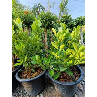 ส้มจี๊ด (Kumquat)(กระถาง10นิ้ว) ปลูกเป็นไม้ประดับมงคลและนำมาแปรรูปเป็นอาหารหรือเครื่องดื่ม