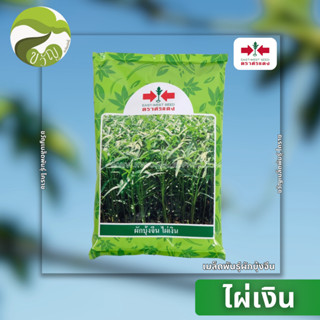 เมล็ดพันธุ์ ผักบุ้ง ศรแดง ไผ่เงิน 1kg