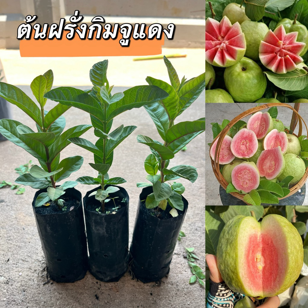 ต้นฝรั่งกินจูไส้แดง 4ต้น80.พร้อมส่งต้นสวยพร้อมส่งค่ะ