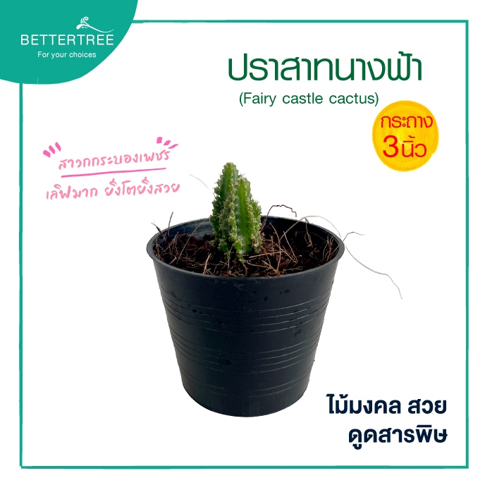ปราสาทนางฟ้า กระถาง 3 นิ้ว ไม้มงคล ไม้ฟอกอากาศ Fairy Castle Cactus🌵
