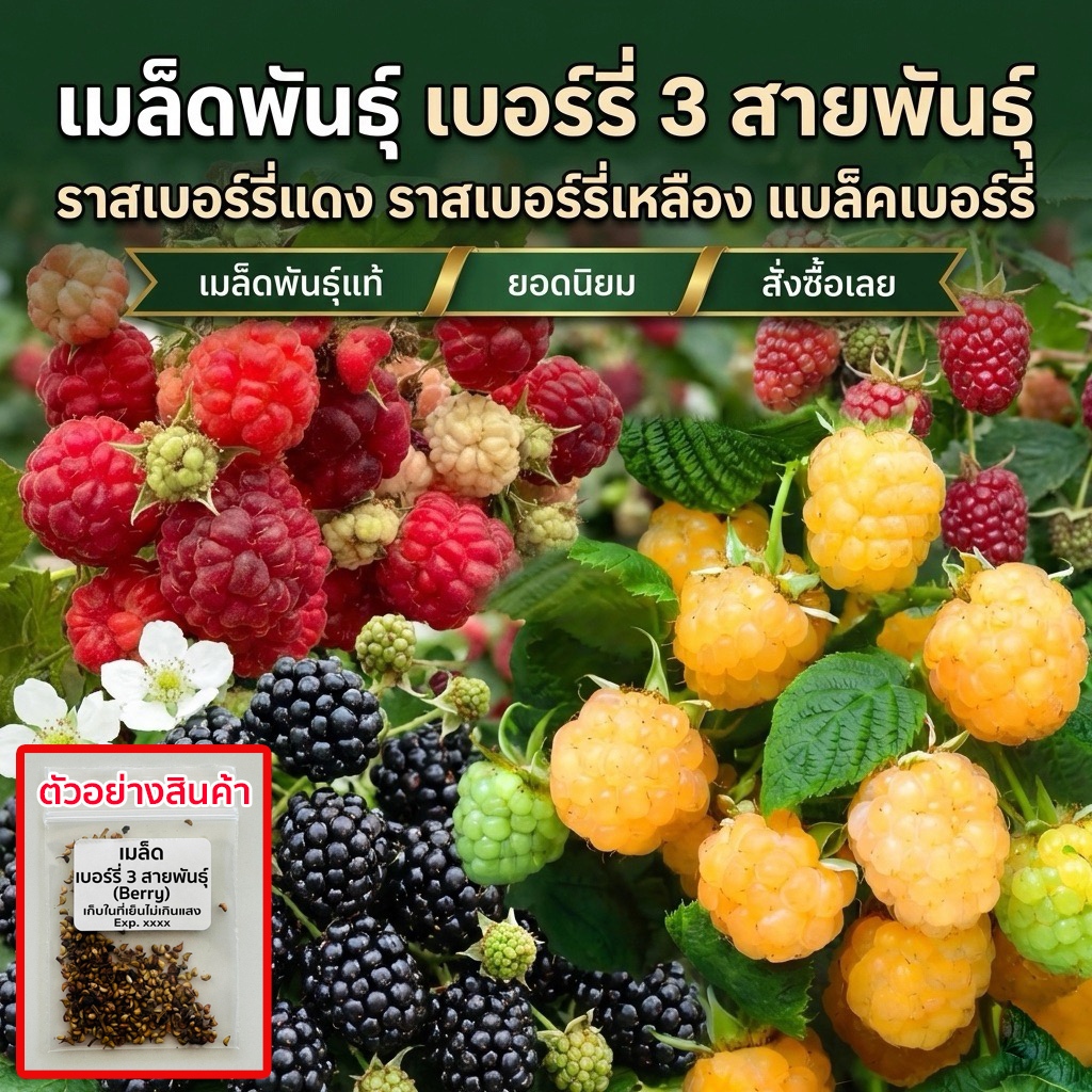 เมล็ดพันธุ์เบอร์รี่ 3 สายพันธุ์ berry แบล็คเบอร์รี่ แดง เหลือง 20-50 เมล็ด 📦 ให้ผลผลิตเร็ว คุ้มค่า (ซื้อ 10 แถม 1 )