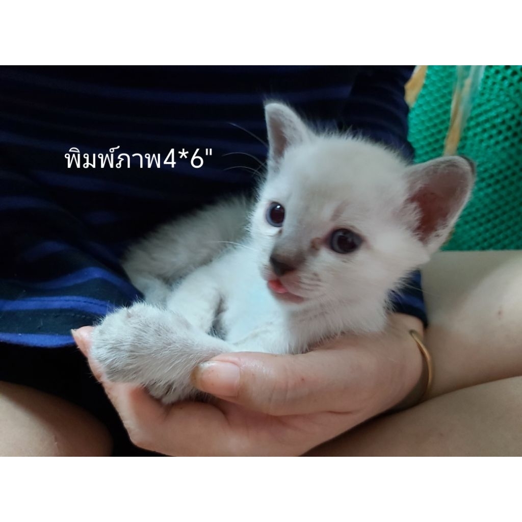 พิมพ์ภาพ​4x6นิ้วกระดาษมัน​/กระดาษด้าน