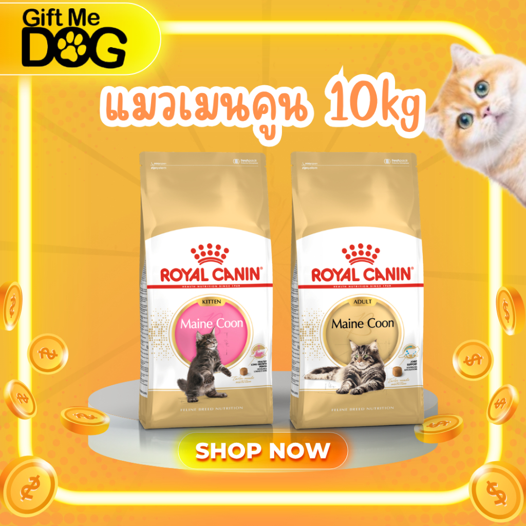 Royal canin Maincoon Adult,Kitten 10kg โรยัลคานิน สูตรเมนคูน