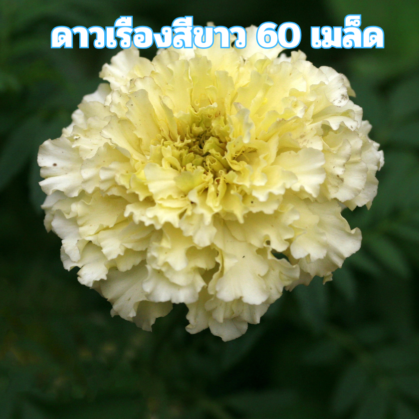 เมล็ดพันธุ์ดอกดาวเรืองฝรั่งเศลสีส้ม 50 เมล็ด