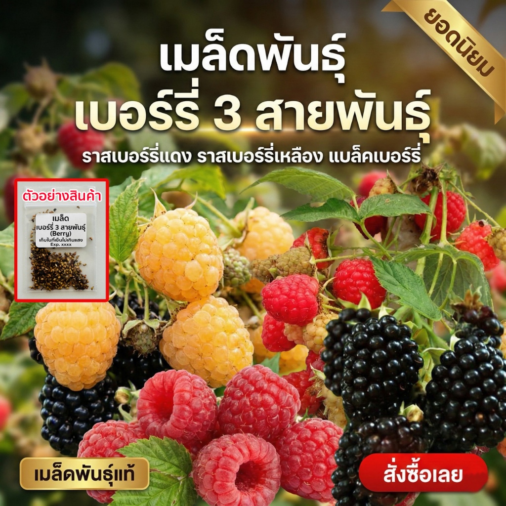เมล็ดพันธุ์เบอร์รี่ 3 สายพันธุ์ berry แบล็คเบอร์รี่ แดง เหลือง 20-50 เมล็ด อัตรางอกดี ปลูกง่าย (ซื้อ 10 แถม 1 )