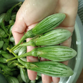 【ซื้อ 5 แถม 5 ฟรี】เมล็ดพันธุ์มะเขือเปราะกลมลายมรกตไทย มะเขือนิ้ว มะเขือคำเดียวเล็กสไตล์ไทย