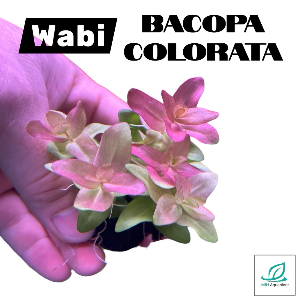 [Min]wabi kusa Bacopa colorata ไม้ข้อใบน้ำ สีชมพูใส ทูโทนด้วยสีเขียวใส สีออกสไตล์พาสเทล