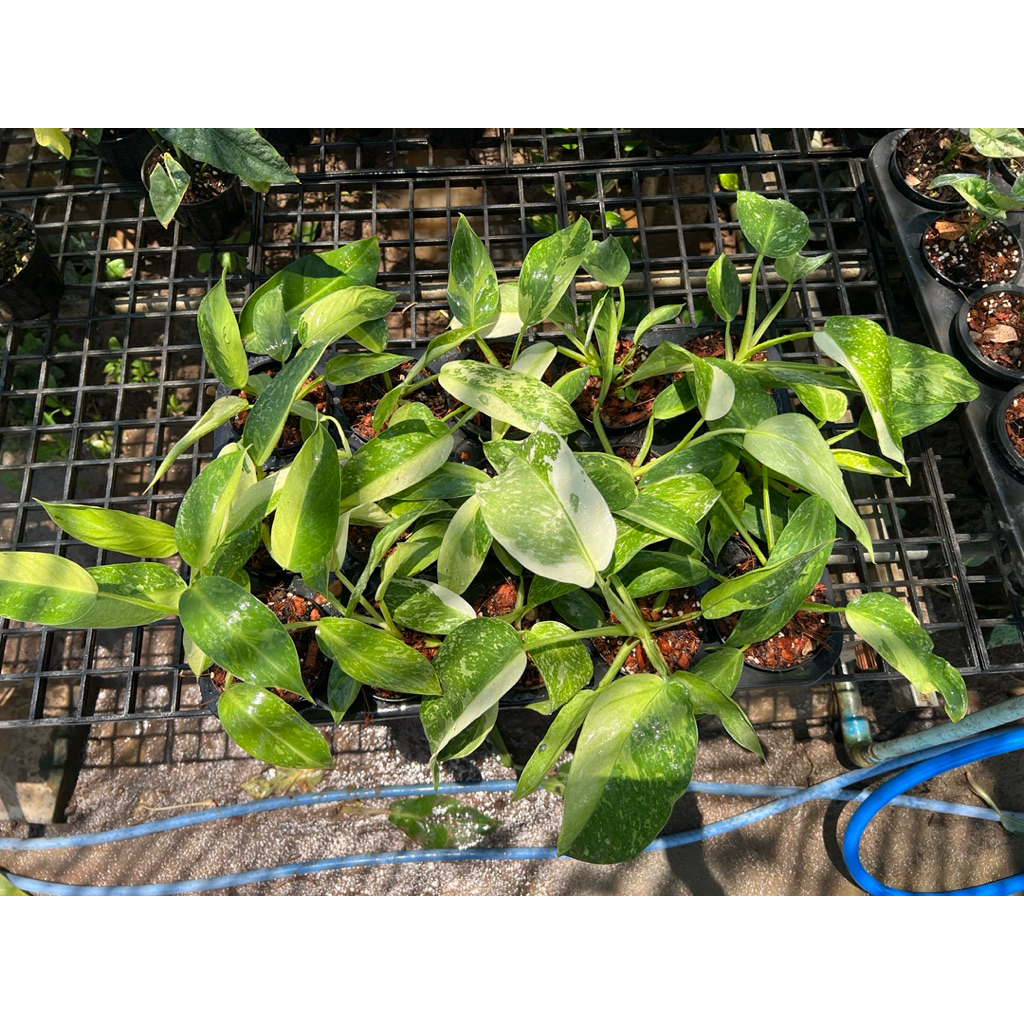 philodendron jose buono กระถาง 4"