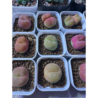 มูก้า conophytum maughanii ไม้อวบน้ำ พร้อมส่ง