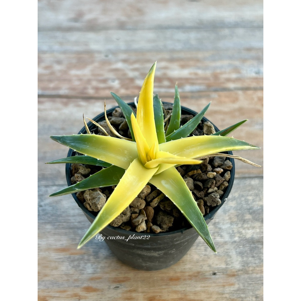 Dyckia brevifolia 'Yellow glow'