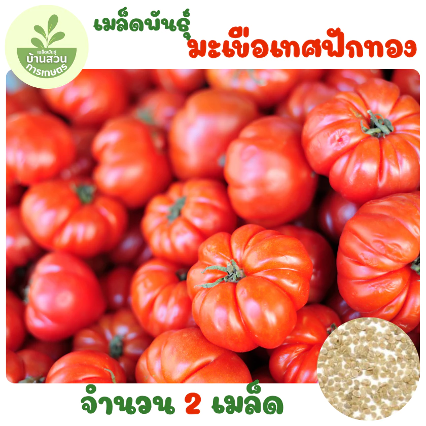 เมล็ดพันธุ์มะเขือเทศฟักทอง 2 เมล็ด