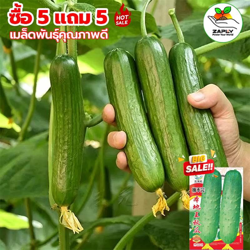 60 เมล็ด ซื้อ 5 แถม 5 ฟรี เมล็ดพันธุ์ แตงกวาหอมใบเตย ตราศรแดง แตงกวากลิ่นใบเตย