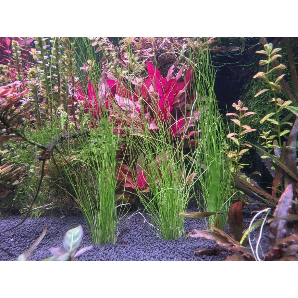 แฮรกลาสยาว Eleocharis montevidensis
