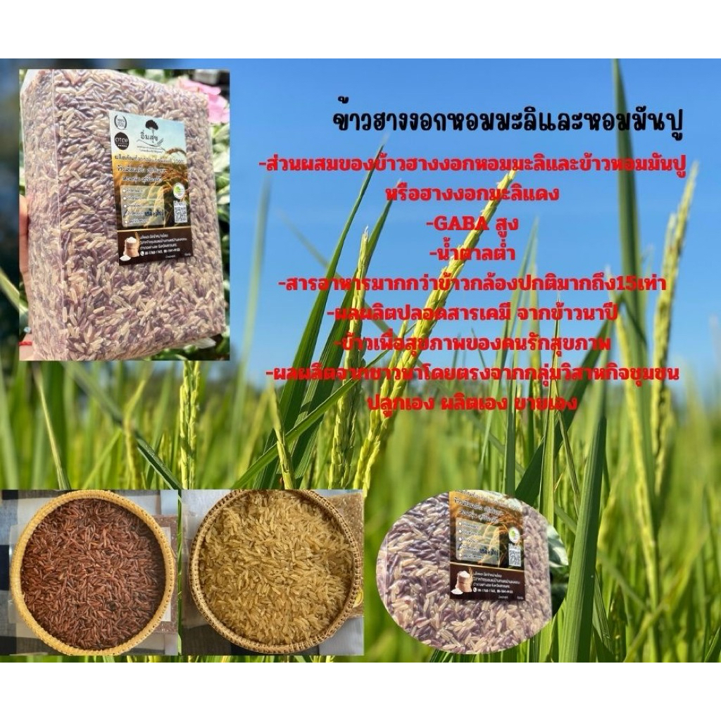 ข้าวฮางงอกหอมมะลิมันปู(มะลิ+มันปู)(Germinated Brown Rice)Red&Brown