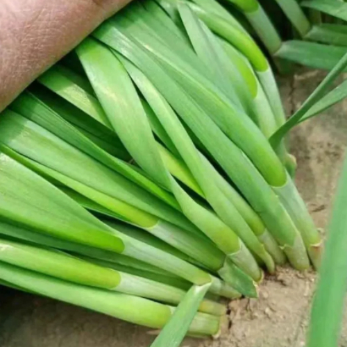 Wild wide leaved leek root Guanyin stone leek seasonal vegetable large leaved leek balcony planting 