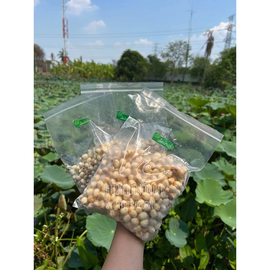 เม็ดบัวสด เม็ดบัวปอกเปลือก พร้อมทาน