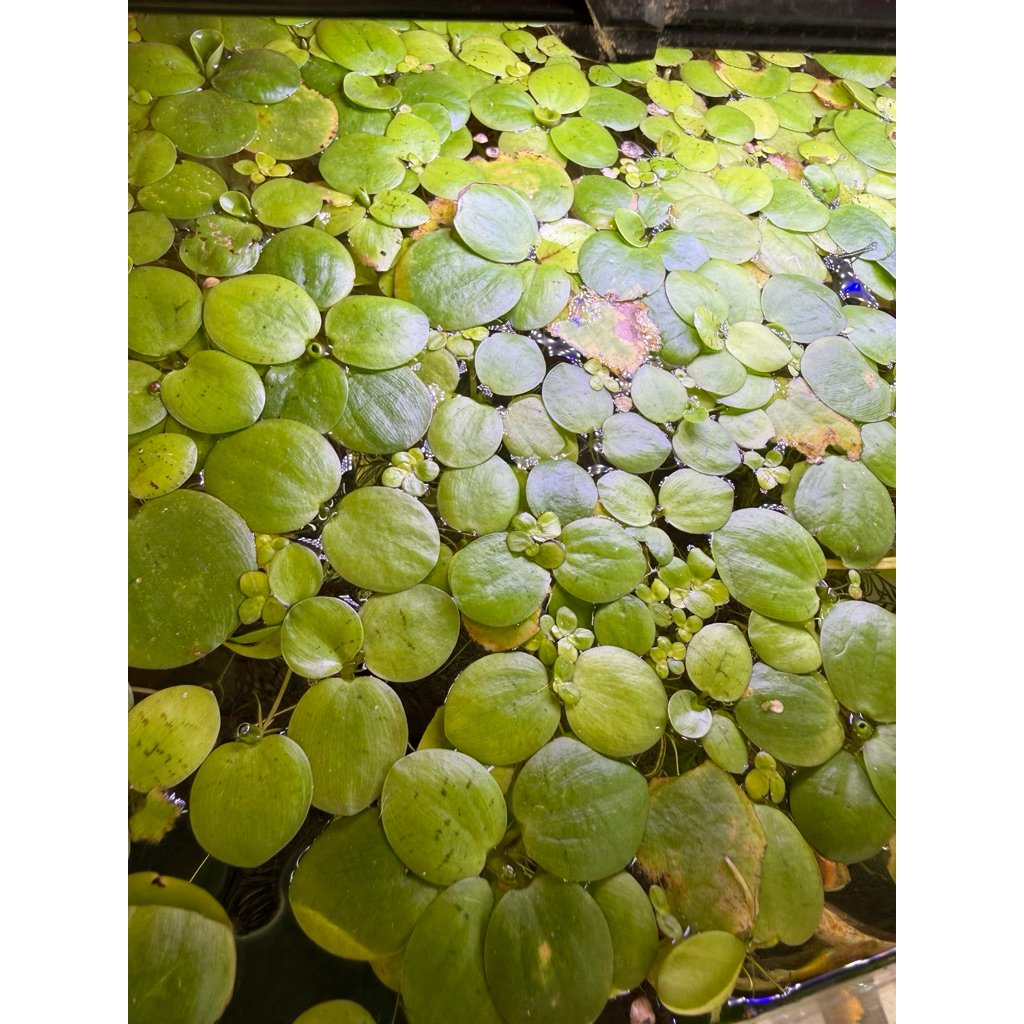 จอกแหนญี่ปุ่น(Azolla)