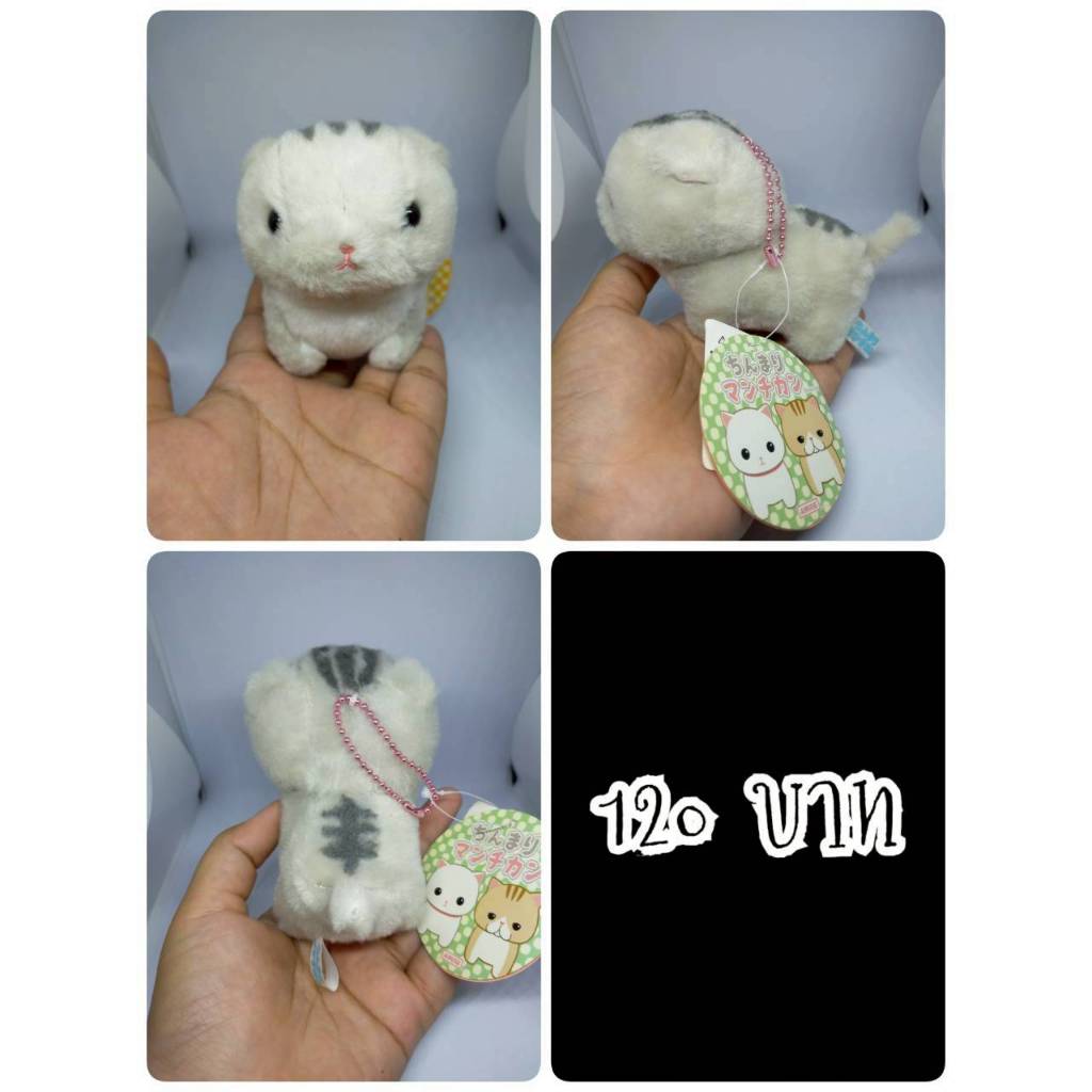 Tsumire#Munchkin Cat#แมวมัชกิ้น#แมว#Chinmari Munchkin#Amuse#งานพวงญี่ปุ่นมือสอง