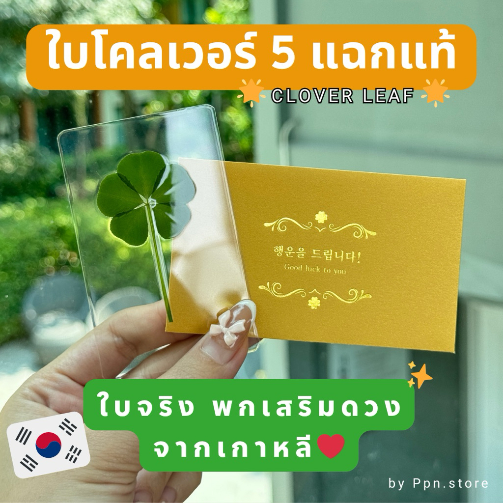ใบโคลเวอร์ 5 แฉก - พื้นหลังใส ของแท้จากเกาหลี✅🇰🇷✨