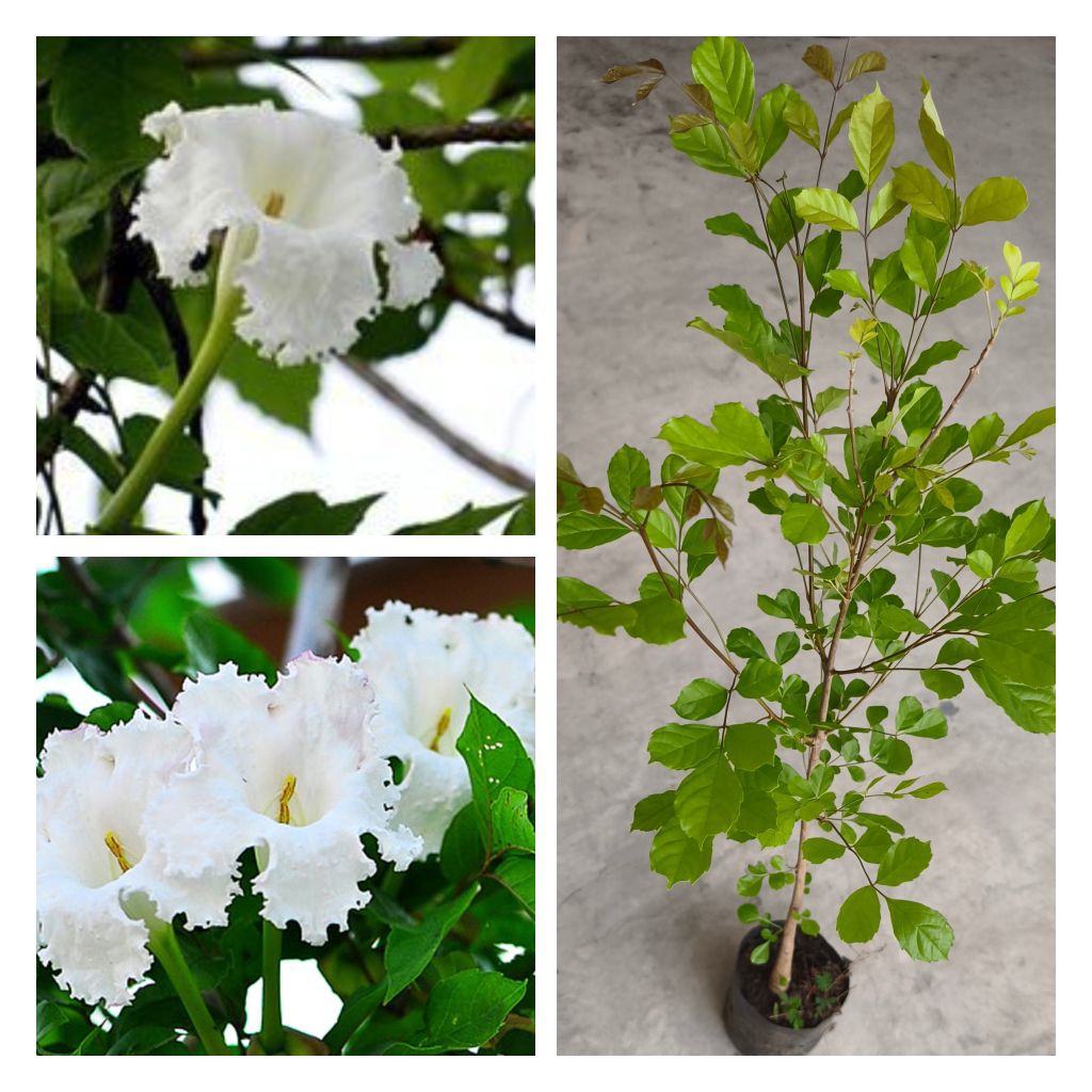 ต้นแคนา  ต้นแคป่า ดอกทานได้ สูง 70-90 cm